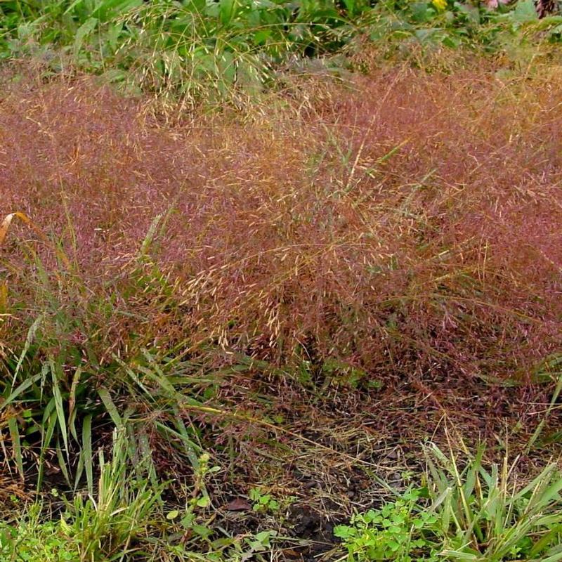 Eragrostis spectabilis 