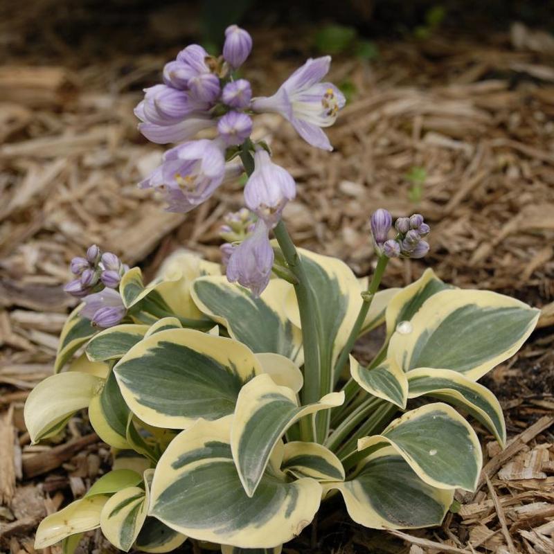 Hosta Mouse Ears Collection Mighty Mouse