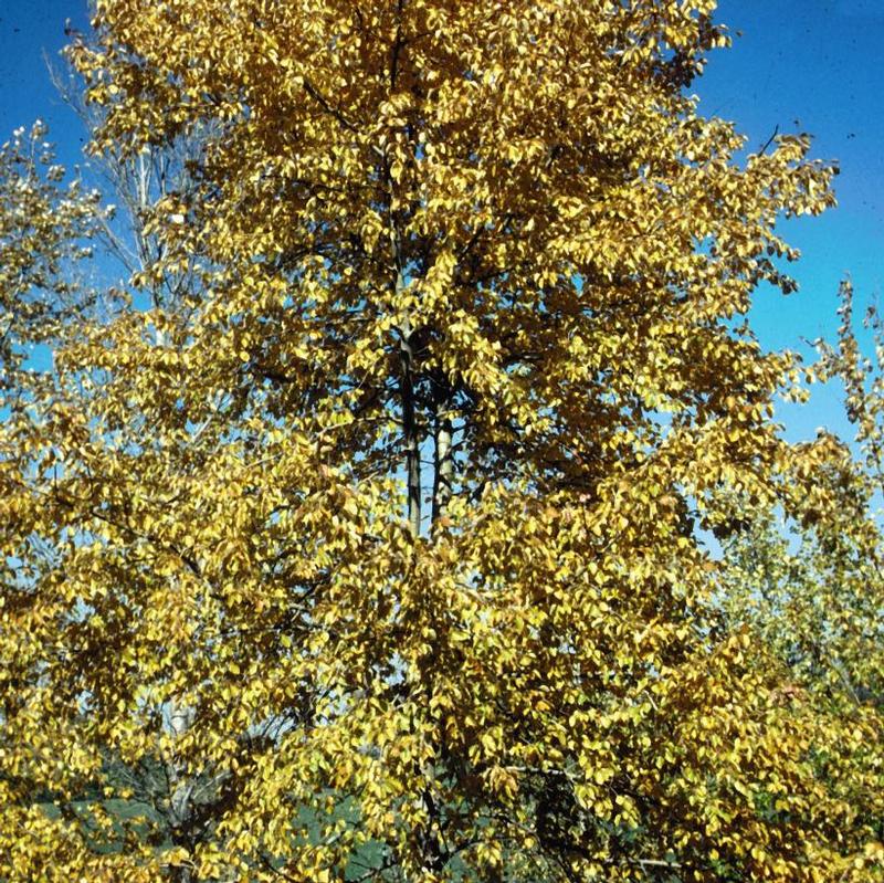 Populus balsamifera 