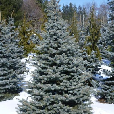 Picea pungens Baby Blue
