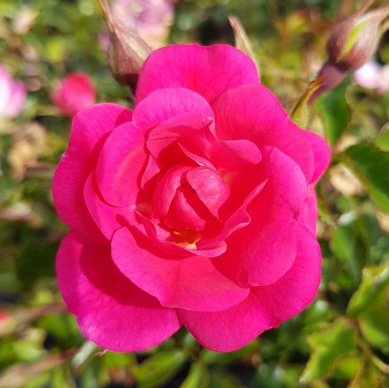 Rosa Vigorosa® KORdatura