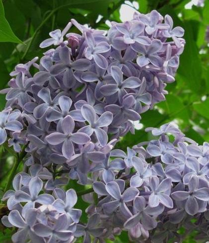 Syringa x vulgaris French Hybrid Lilac President Grevy