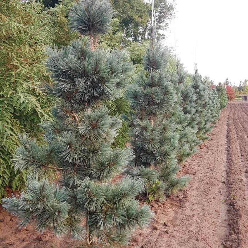 Pinus flexilis Extra Blue