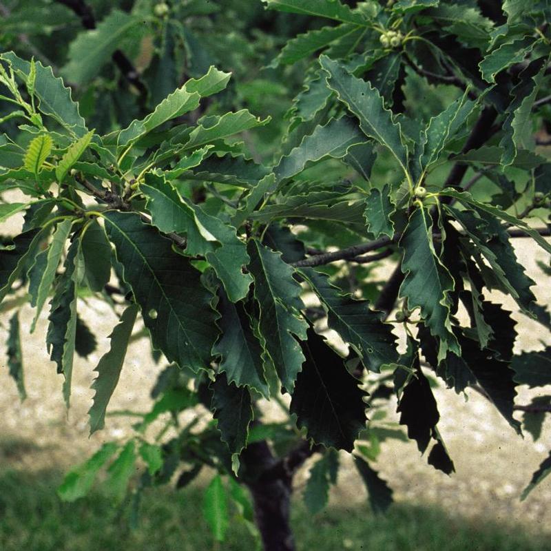 Quercus muehlenbergii 