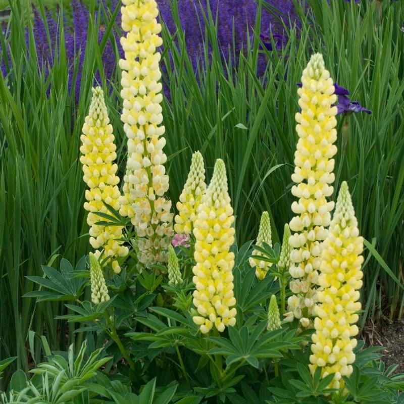 Lupinus x Popsicle Popsicle Yellow
