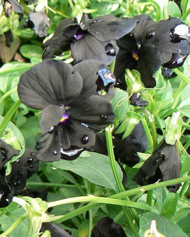 Viola cornuta Black Magic