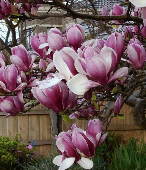 Magnolia x soulangiana Rustica Rubra