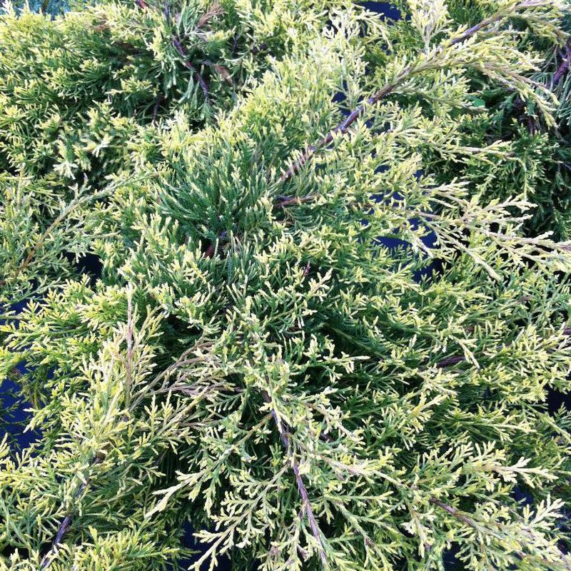 Juniperus chinensis Paul's Gold