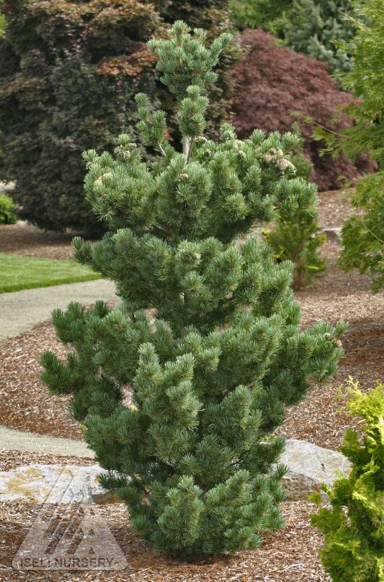Pinus parviflora Aoi