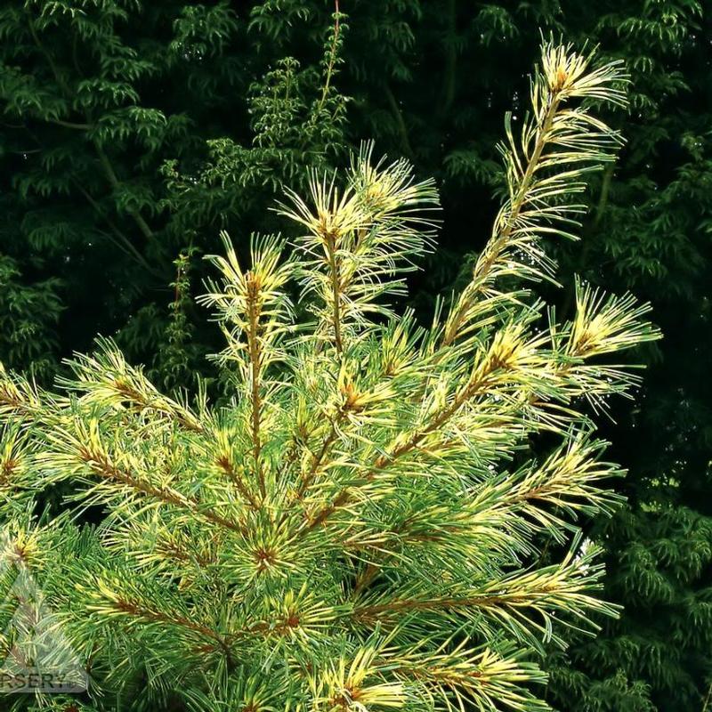 Pinus parviflora Ogon Janome