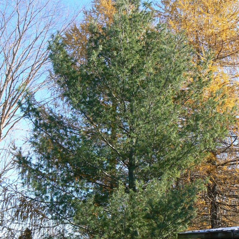 Pinus strobus Contorta