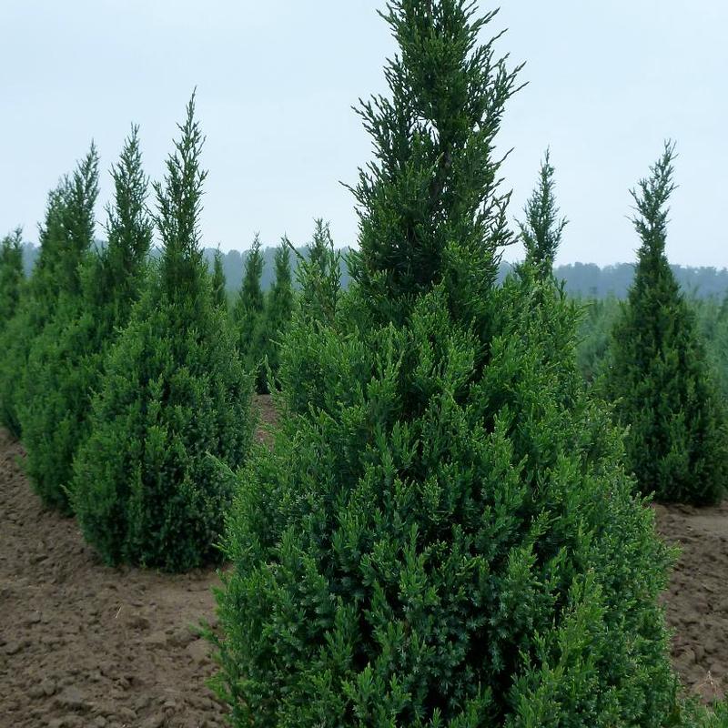 Juniperus chinensis Ontario Green
