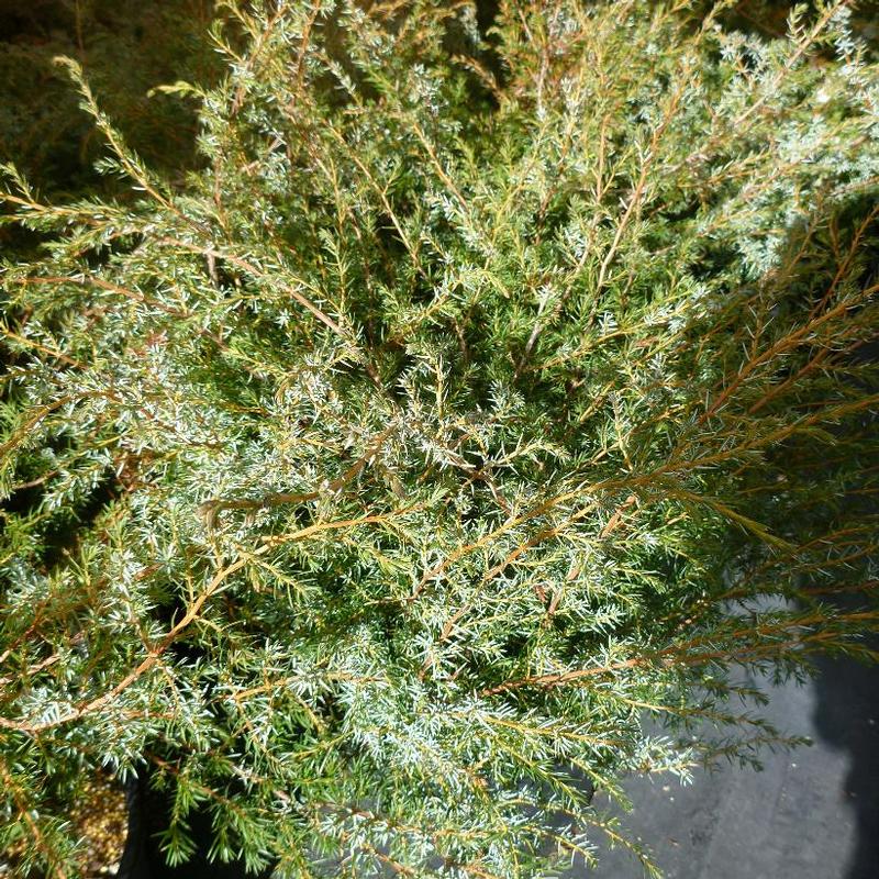 Juniperus communis var. Depressa