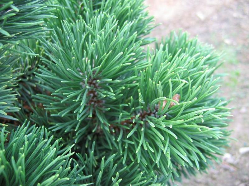 Pinus mugo Jakobsen