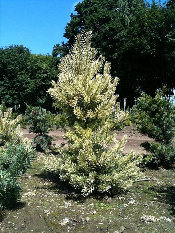 Pinus sylvestris Inverleith