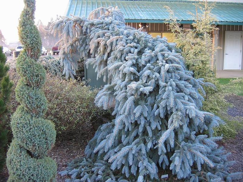 Picea pungens The Blues
