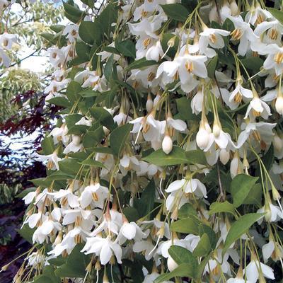 Styrax japonicus Fragrant Fountain