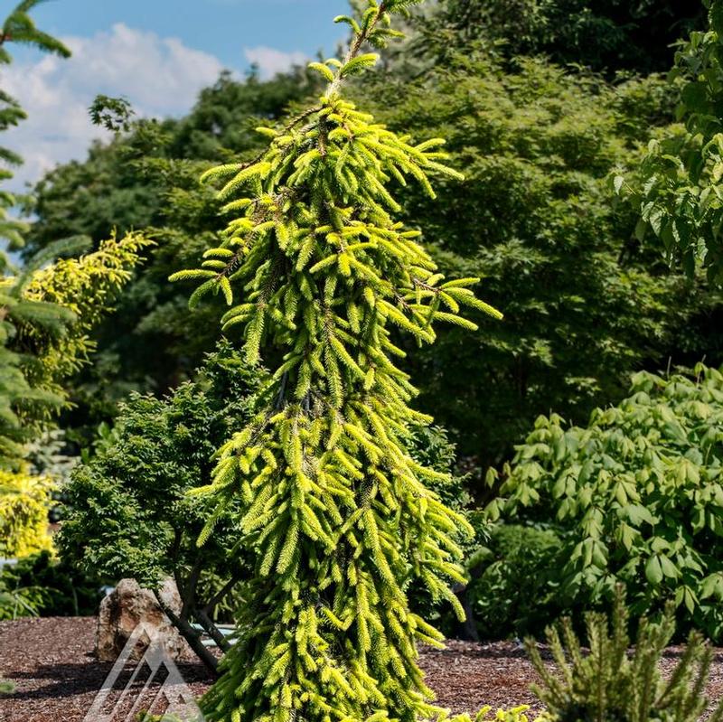 Picea abies Gold Drift