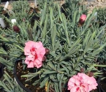 Dianthus x Scent First® WP80 IAN04