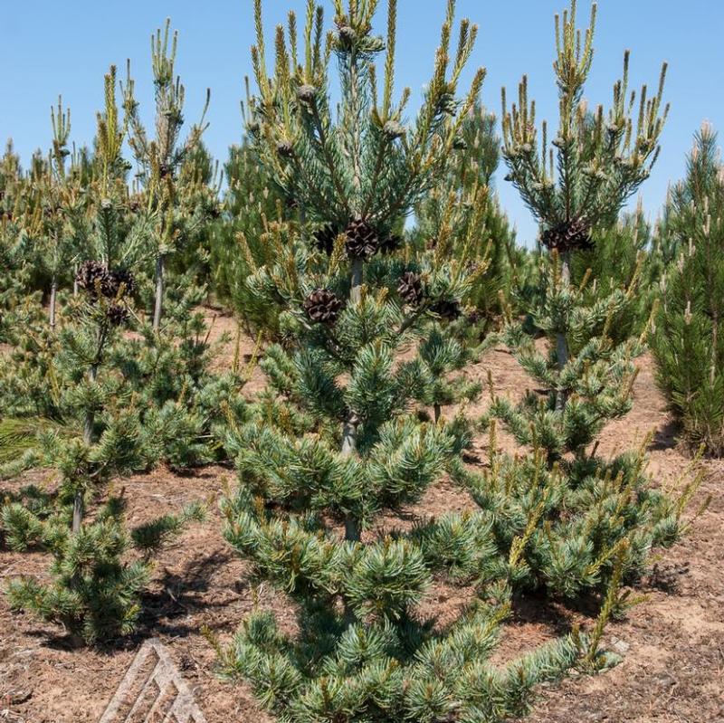 Pinus parviflora Glauca Brevifolia