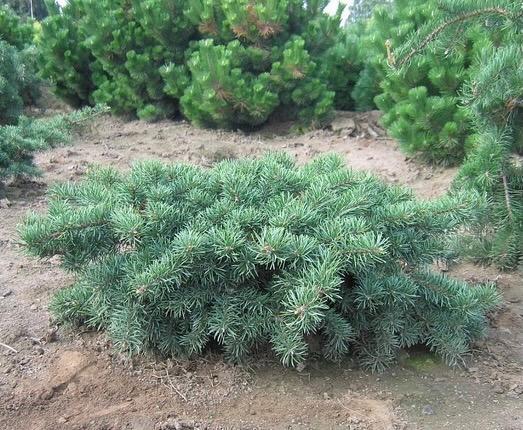 Pinus banksiana Schoodic