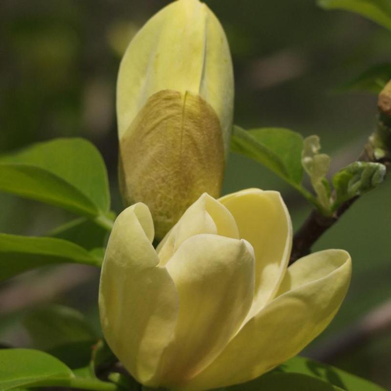 Magnolia x brooklynensis Yellow Bird