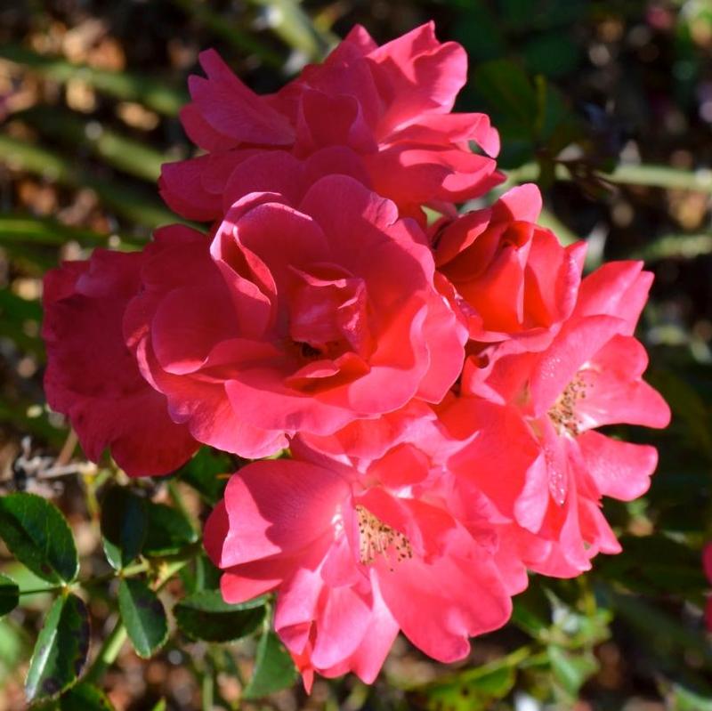 Rosa Flower Carpet® NOA250092