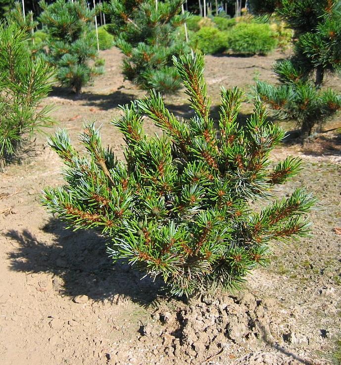 Pinus parviflora var. pentaphylla Azuma