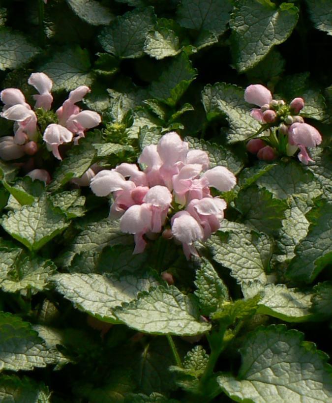 Lamium maculatum Pink Pewter