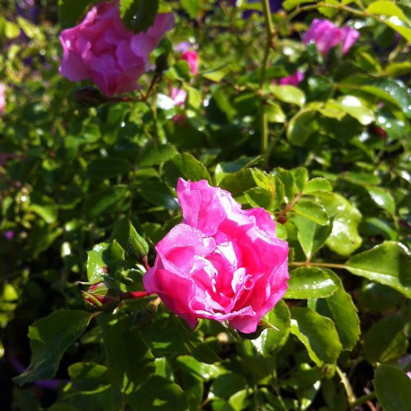 Rosa Flower Carpet® NOAmel