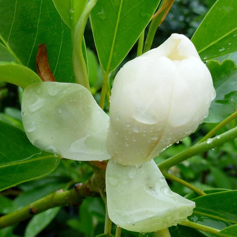 Magnolia virginiana Jim Wilson