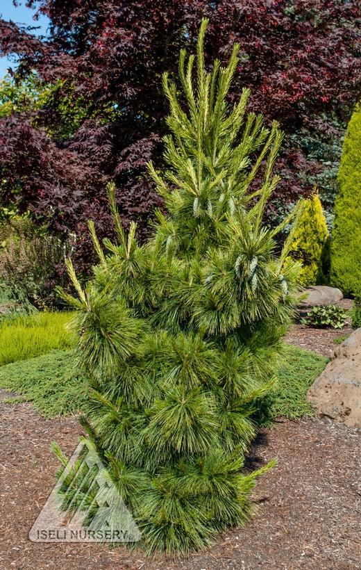 Pinus x schwerinii Wiethorst