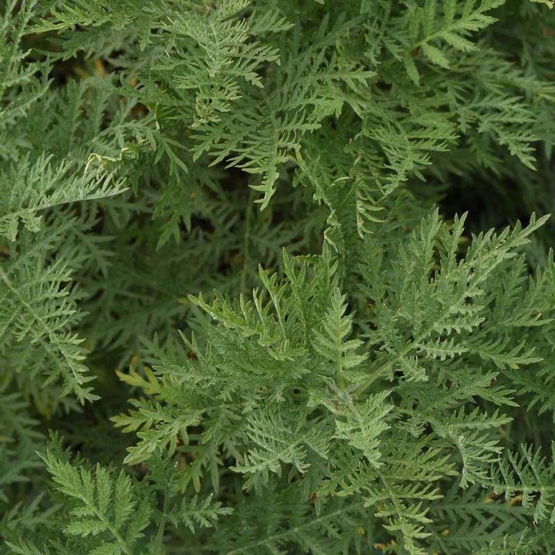 Artemisia gmelinii Balfernlym