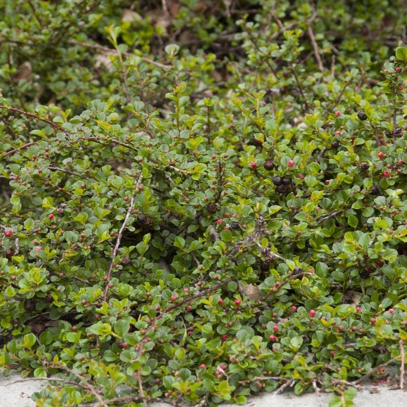 Cotoneaster apiculatus 