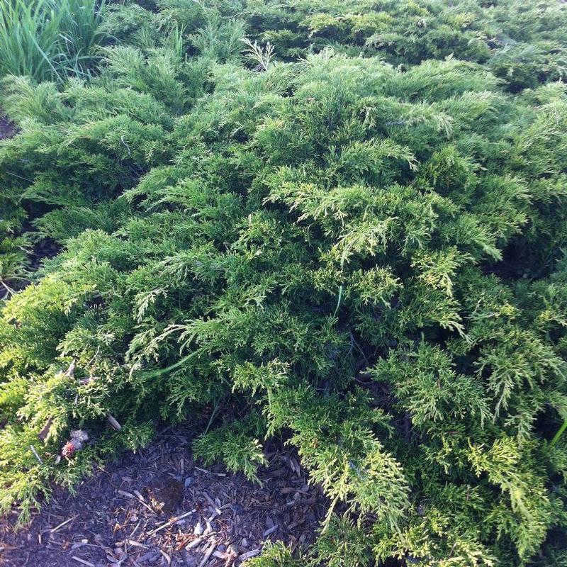 Juniperus sabina Monna