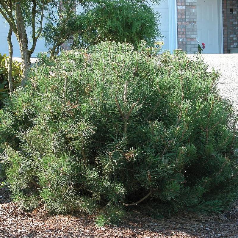 Pinus mugo var. pumilio 
